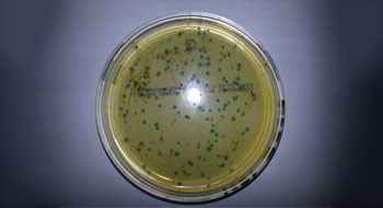 Donkey Mucin 12, Cell Surface Associated ELISA Kit[Mucin 12, Cell Surface Associated]
