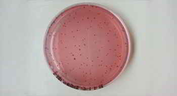 Guinea pig Bone marrow proteoglycan (PRG2) ELISA Kit